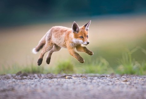 Red fox cubs (Vulpes vulpes) leaping, Zurich, Switzerland