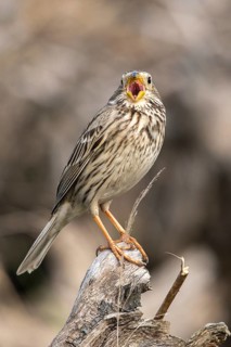 Brandenburg, Corn Bunting, Germany, Emberiza Calandra, Corn Bunting, Miliaria Calandra, Nabu, Nabu