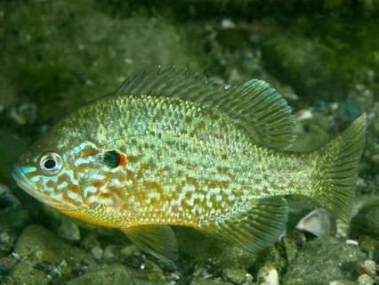 A brightly coloured cichlid, the pumpkinseed sunfish (Lepomis gibbosus), in the water amongst