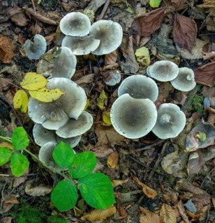 Knight, Soap Knight, Tricholoma Saponaceum, Laundry Knight, Fungus, High Size, Portrait Format,