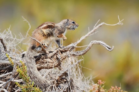 Atlantic ground squirrel or North African bristly ground squirrel (Atlantoxerus getulus),