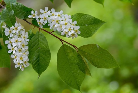 Eagle cherry, elsen cherry, common grape cherry, Mayday tree, Prunus padus, rosaceae, rose family,