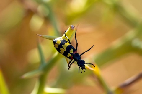 Zigzag Blister Beetle (Hycleus zigzagus), Namib Desert, Namib Naukluft Park, Namibia