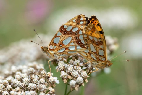 Argynnis Lathonia, Issoria Lathonia, Little Pearl Butterfly, Queen of Spain Fritillary, Butterfly,