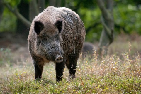 Artiodactyla, even-toed ungulate, cloven-hoofed, wild boar, wild boar, boar, boar, mammals, rancing