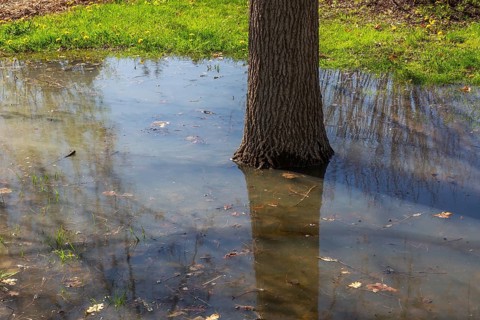 Deciduous tree trunk sitting in several centimetres of contaminated flood water on grass lawn