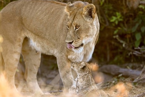 A lioness (Panthera leo) with a young near Atzaró Camp, Okavango Delta, North-West District,