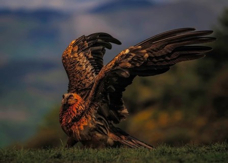 Bearded vulture (Gypaetus barbatus) close-up, Pyrenees, Spain