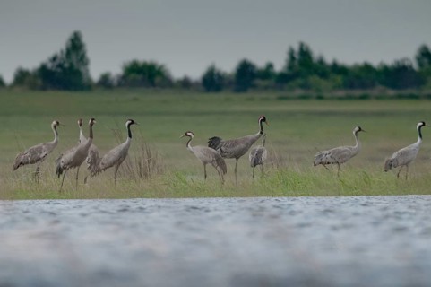 Brandenburg, Crane, Germany, Grus Grus, Crane, Nabu, national natural heritage, Grünhaus natural