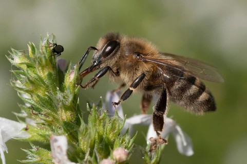 Apidae, apis mellifera, bees, European honey bee, European honeybee, hymenoptera, western honey