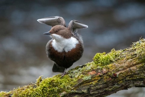 Cinclus cinclus, dippers, birds, passeri, songbirds, songbirds, birds