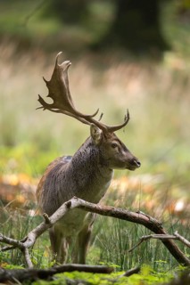 Dama dama, fallow deer, fallow deer, high size, vertical format, mammals, shovelers, mammals