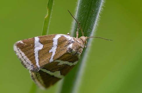 Deltote Bankiana, silver owl, silver-striped grass moth owl, insects, moths, moths, butterflies,