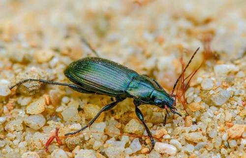 Carabidae, common grave runner, copper-colored grave runner, copper-colored list beetle, coppery