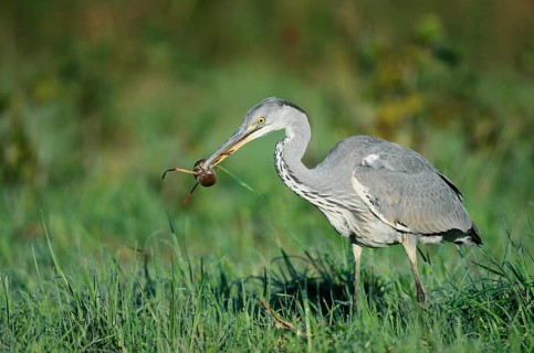 A grey heron (Ardea cinerea) stands in a meadow with a field mouse in its beak, North