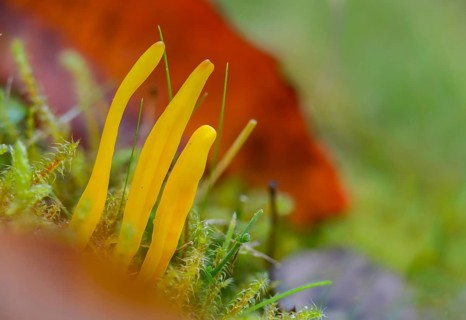 Clavulinopsis helvola, yellow moss leg, golden yellow meadow leg, golden yellow meadow coral,