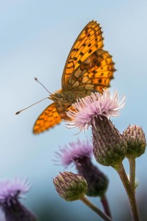 Brenthis Ino, Lesser Marbled Fritillary, Meadowsweet Pearl Butterfly, Purple Silver Butterfly, High