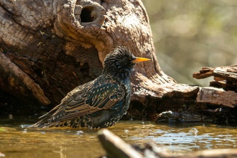 Star, Starling, Sturnus Vulgaris, Bath, Bird Bath, Birds, Passeri, Songbirds, Potion, Birdbath,