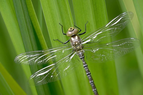 Aeshna cyanea, blue-green mosaic maiden, southern hawker, anisoptera, dragonflies, exuvia, imago,