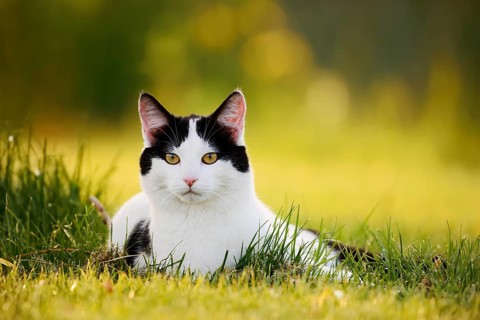 Domestic cat lying in a meadow, North Rhine-Westphalia, Germany