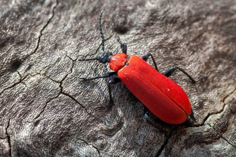 Black headed cardinal beetle, fire beetle, pyrochroa coccinea, scarlet fire beetle, beetle,