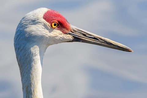 Lesser Sandhill Crane, (Grus canadensis canadensis), also known as Antigone canadiensis