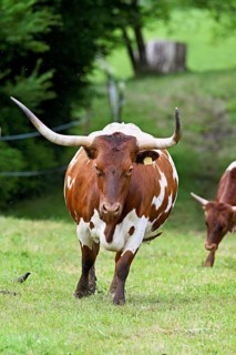 Texas Longhorn cow running in a meadow, Meienberg, Aargau Canton, Switzerland
