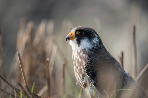 Falco vespertinus, red-footed falcon, red-footed falcon, birds, falconiformes, falcons, birds of