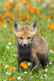 Red fox (Vulpes vulpes), Minnesota, USA: a curious young fox in the green grass, surrounded by