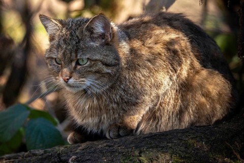 Carnivora, felis silvestris, predators, wildcat, mammals, mammals