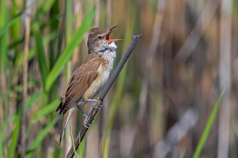 Great reed warbler (Acrocephalus arundinaceus) adult male singing in reed bed in spring