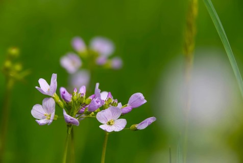 Brassicaceae, Cardamine Pratensis, Cruciferous Vegetables, Bubble Weed, Meadowfoam, Cuckooflower,