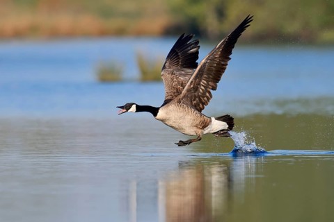 Canada goose (Branta canadensis) flying up, North Rhine-Westphalia, Germany