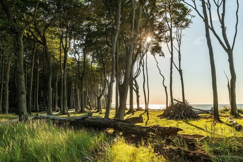Gespensterwald, Nienhagen, Germany