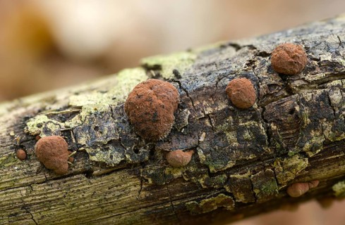Hazel woodwart, hypoxylon fuscum, carbberry, reddish brown carbberry, purple-brown carbberry,