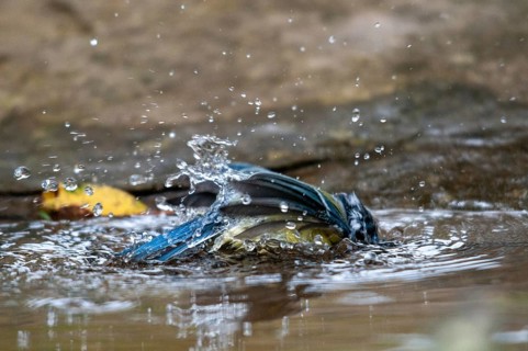 Blue tit, parus caeruleus, bath, bird bath, birds, garden, tits, passeri, songbirds, songbirds,
