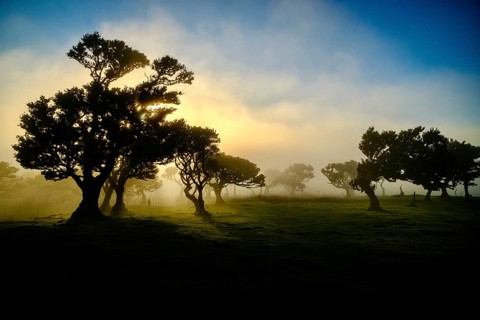 Trees in fog with sunbeams at golden hour, Laurel Forest, Fanal, Madeira, Portugal