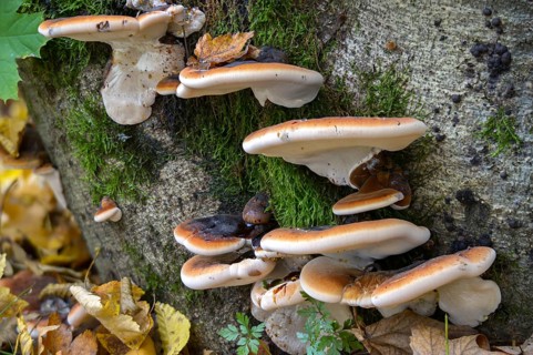 Boletus resinosus, ischnoderma resinosum, lasiochlaena anisea, hardwood resin porling, benzoin