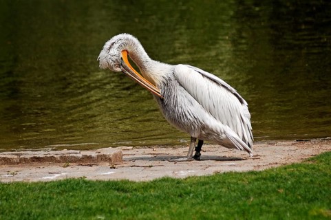 Cleaning curly head pelican, Pelecanus crispus, am Ufer, Tierpark Nürnberg, Am Tiergarten 30,