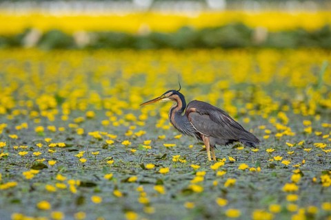 Purple heron (Ardea purpurea) Hungary