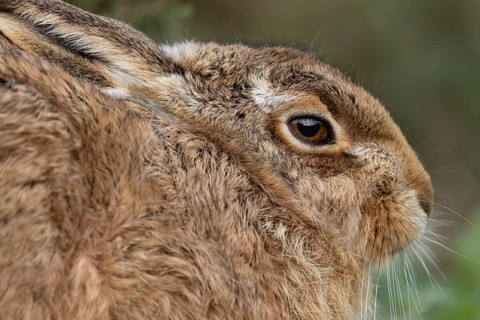 European brown hare (Lepus europaeus) adult animal head portrait, England, United Kingdom