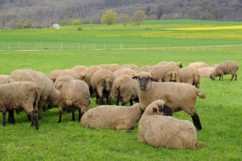 Domestic sheep (Ovis gmelini aries) in a pasture, flock of sheep, North Rhine-Westphalia, Germany
