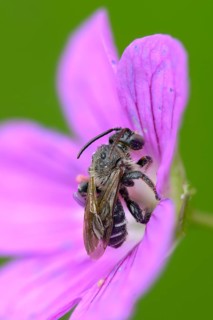Apidae, floodtail bee, hymenoptera, macropis europaea, macropis labiata, femoral bee, marsh thigh