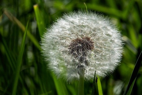 Common dandelion (Taraxacum officinale), dandelion, faded, seeds, Baden-Württemberg, Germany