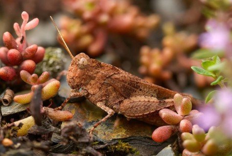 Blue-winged wasteland scare, caelifera, short-feeler scare, Oedipoda caerulescens, Oedipodinae,