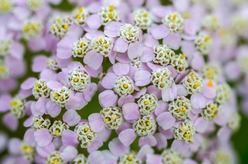Achillea millefolium, asteraceae, common yarrow, common yarrow, daisy, yarrow, common yarrow,