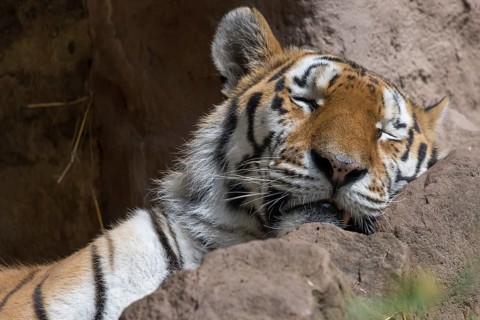 Sleeping Siberian tiger (Panthera tigris altaica), close-up, Nuremberg Zoo, Middle Franconia,