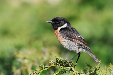 Black-throated Stonechat (Saxicola rubicola), male, Algarve, Portugal