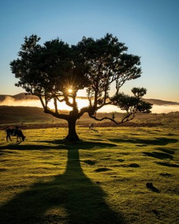 Trees and Cow Home Fog with Sunbeams at the Golden Hour, Laurel Forest, Fanal, Madeira, Portugal