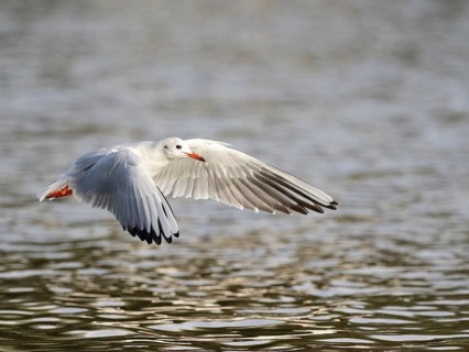 A black-headed gull flying over a lake, Ümminger See, Bochum, Ruhrpott, North Rhine-Westphalia,